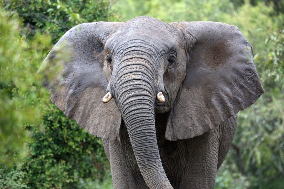 Botswana’s First Elephant Hunt To Be Auctioned In Canada - Humane 