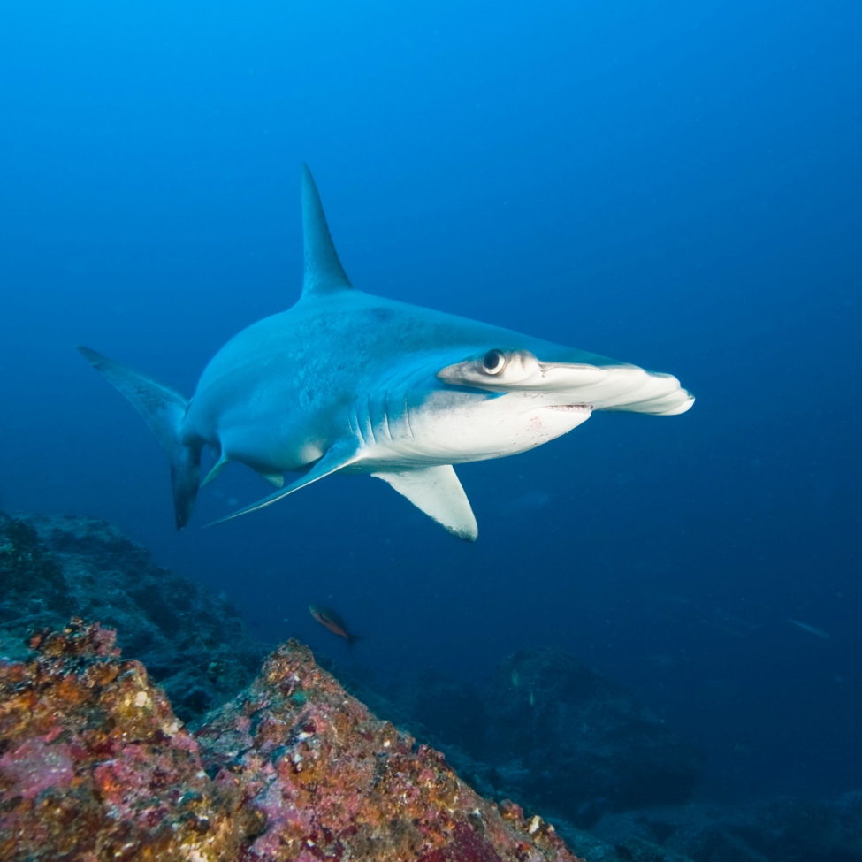 Shark fishing is a global problem that demands local solutions
