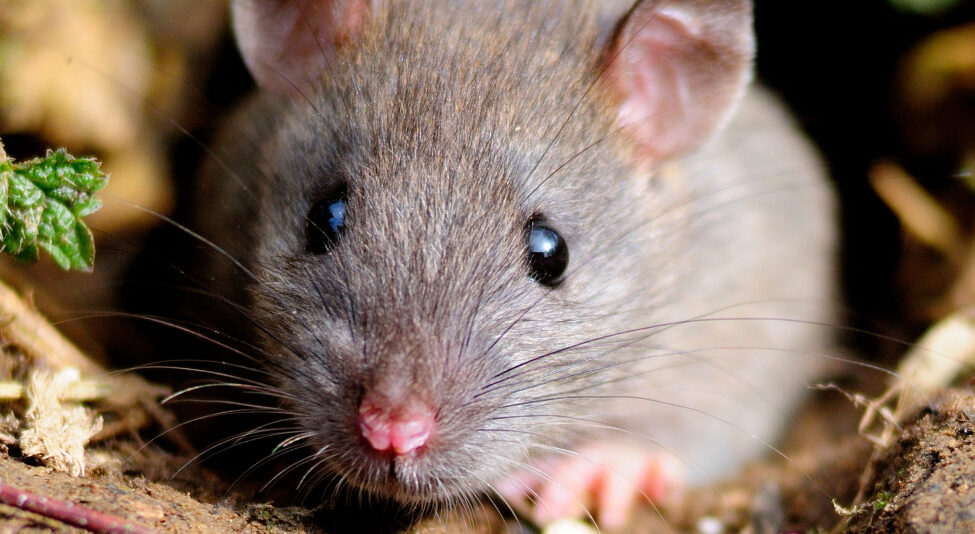 Brown rat