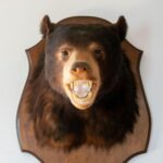 A bear head trophy