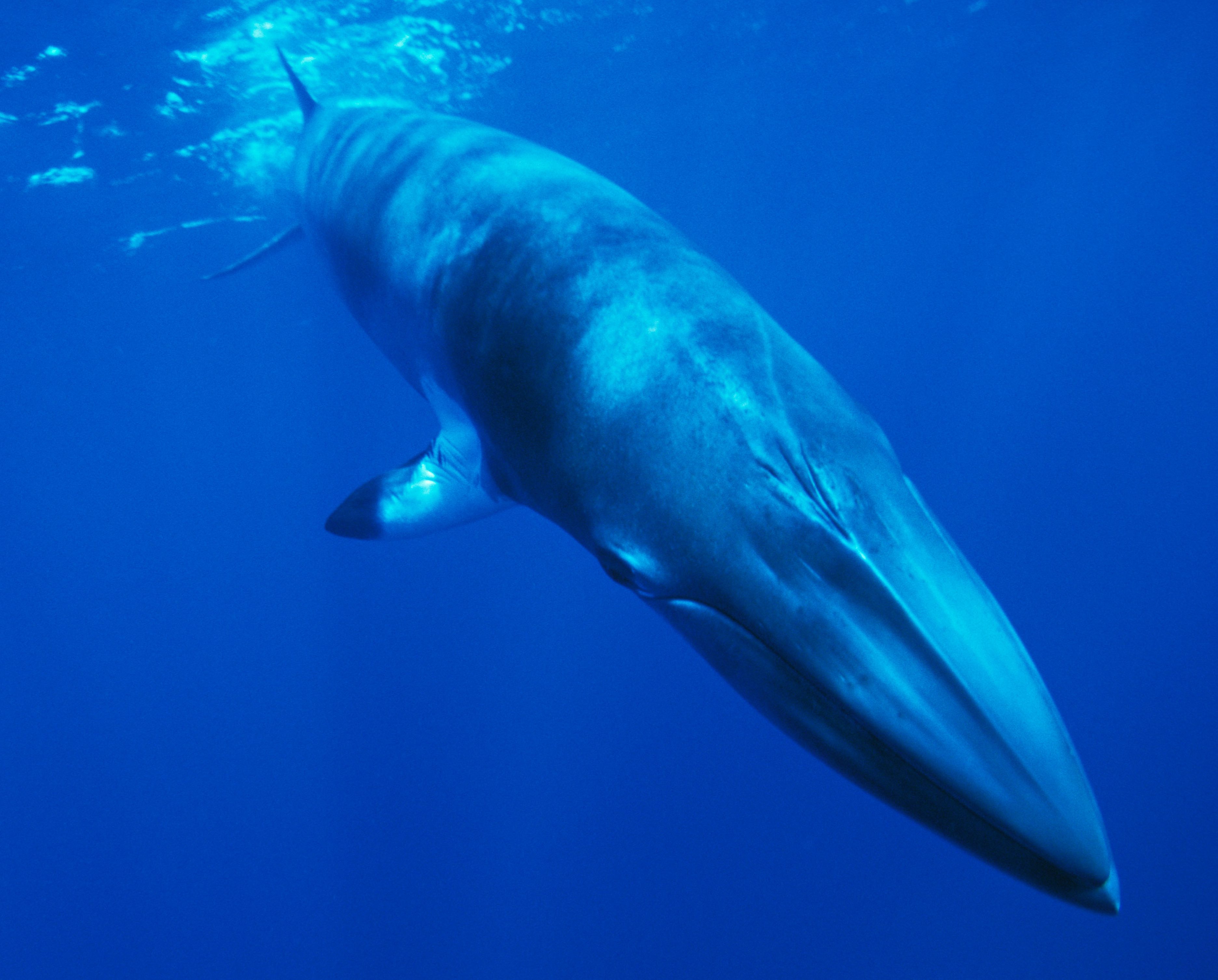 Outrage meets Japan’s declared commercial whaling quota of 227 whales ...