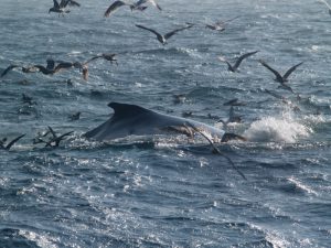 Fin whale with seagulls