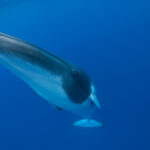 Minke whale