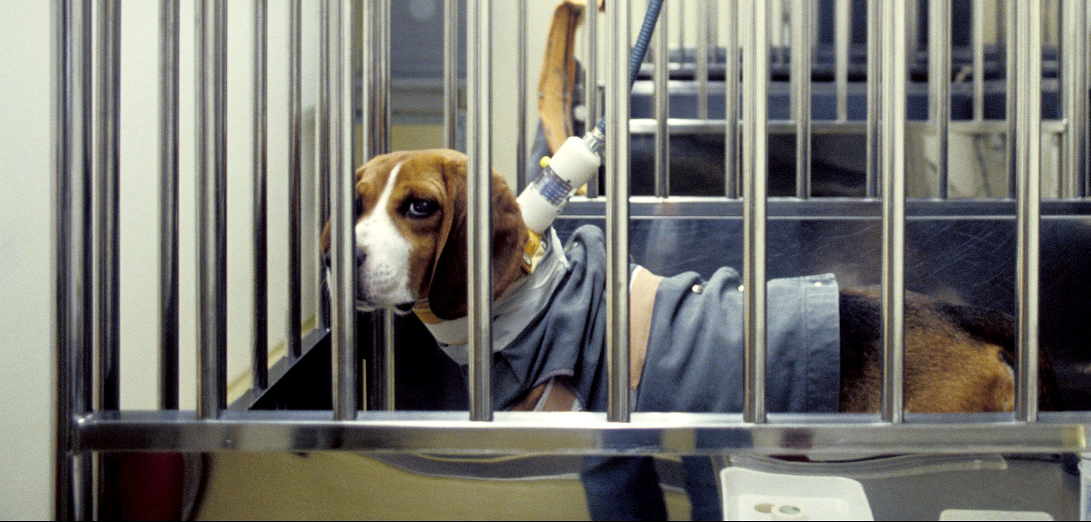 medical research with animal testing