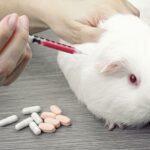 Guinea pig being injected