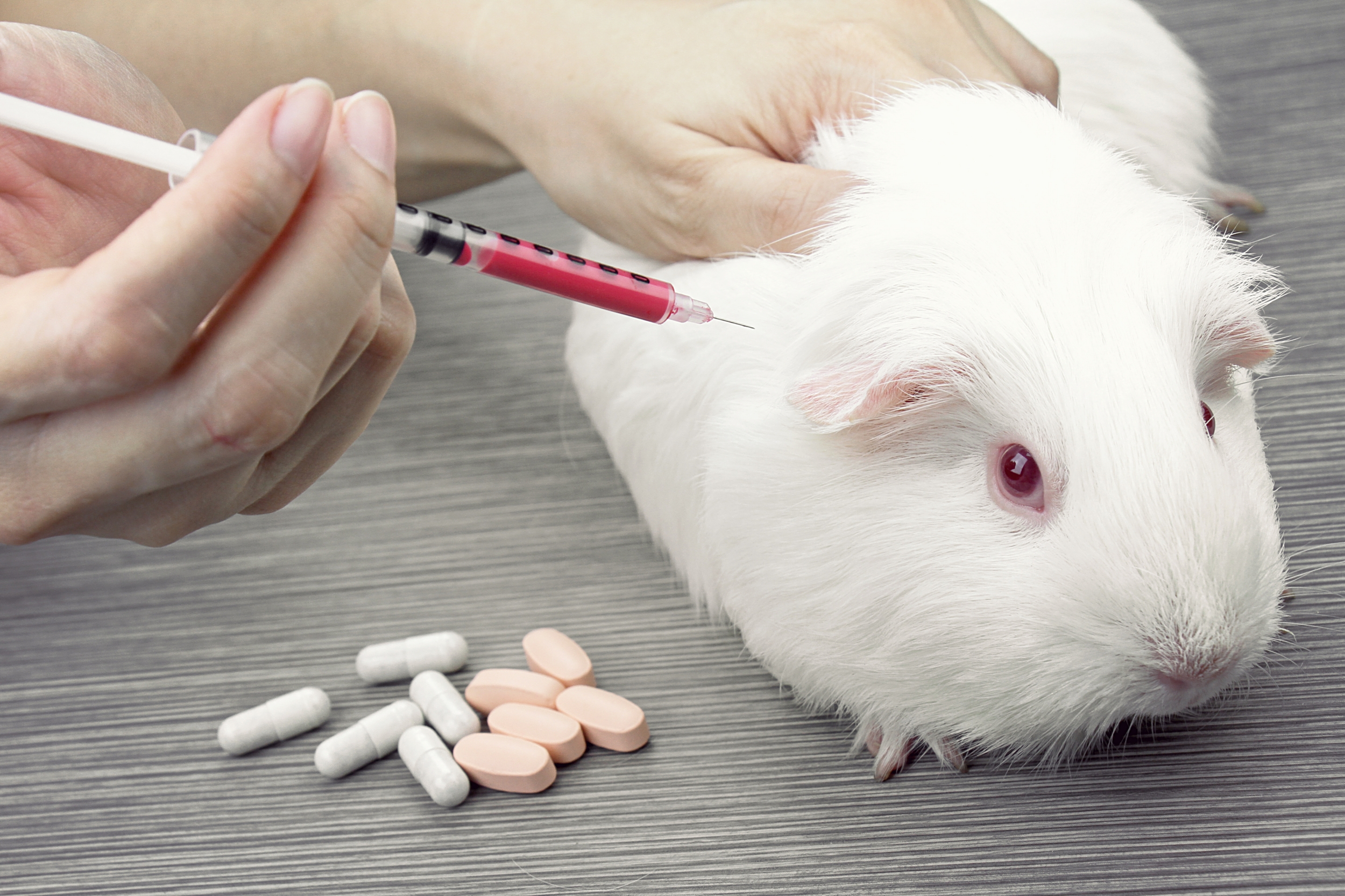 animal testing issue essay