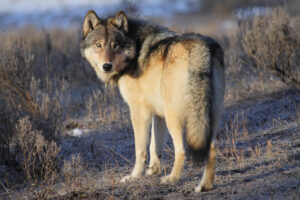 Gray wolf in Yellowstone National Park