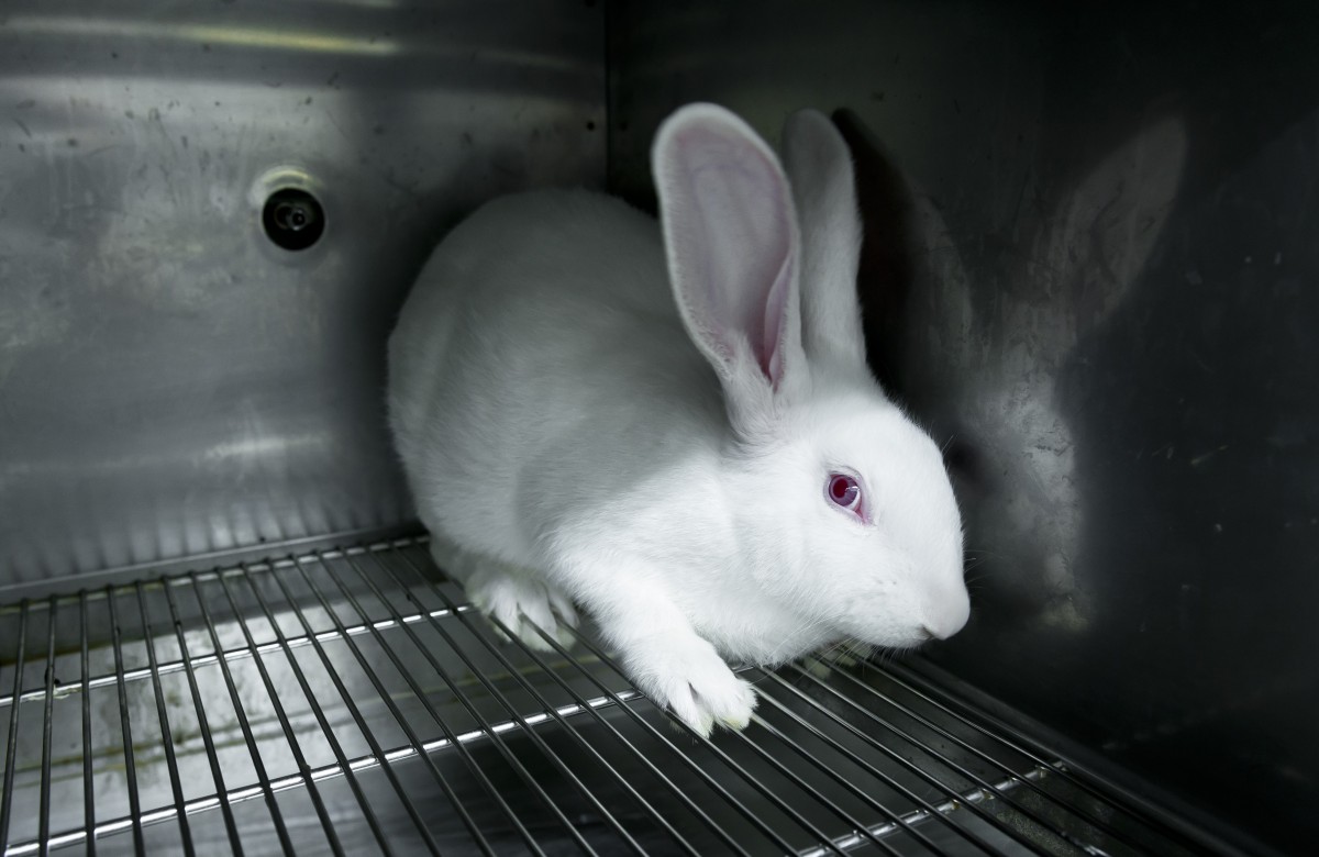 Animal testing | Opinion | ninertimes.com