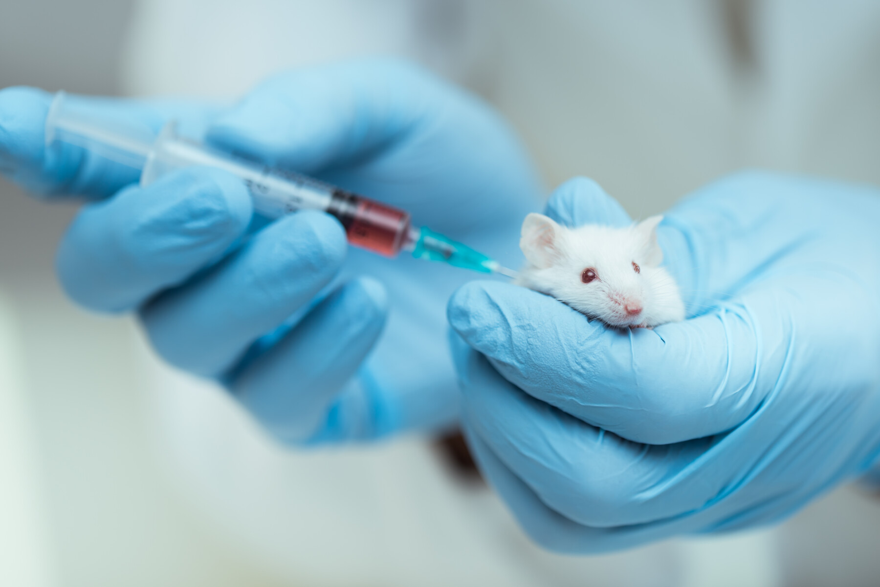 animal testing issue essay