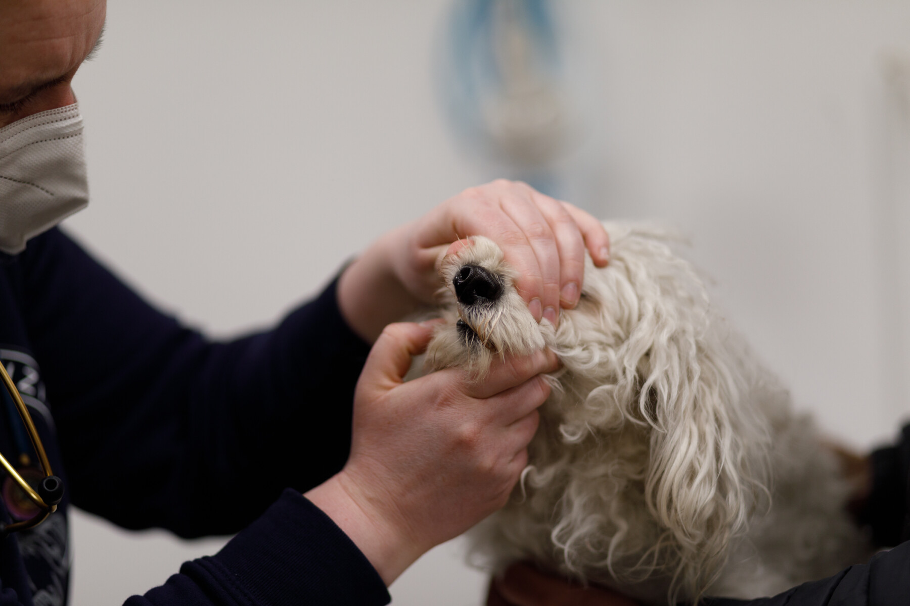 Free veterinary care for pets of Ukrainian refugees - Humane Society ...