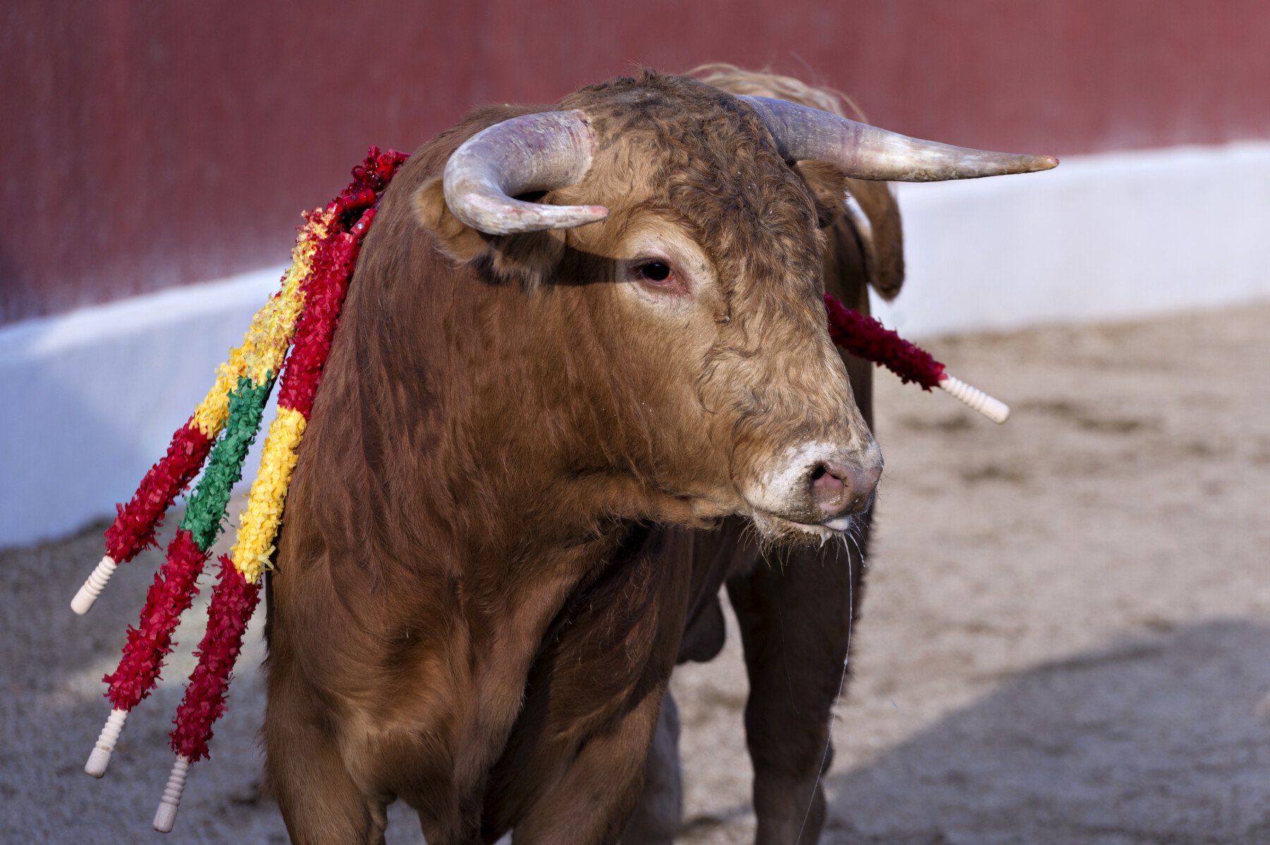 Bullfighting A Long Cruel Death Humane Society International