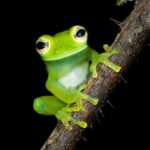 Glass frog