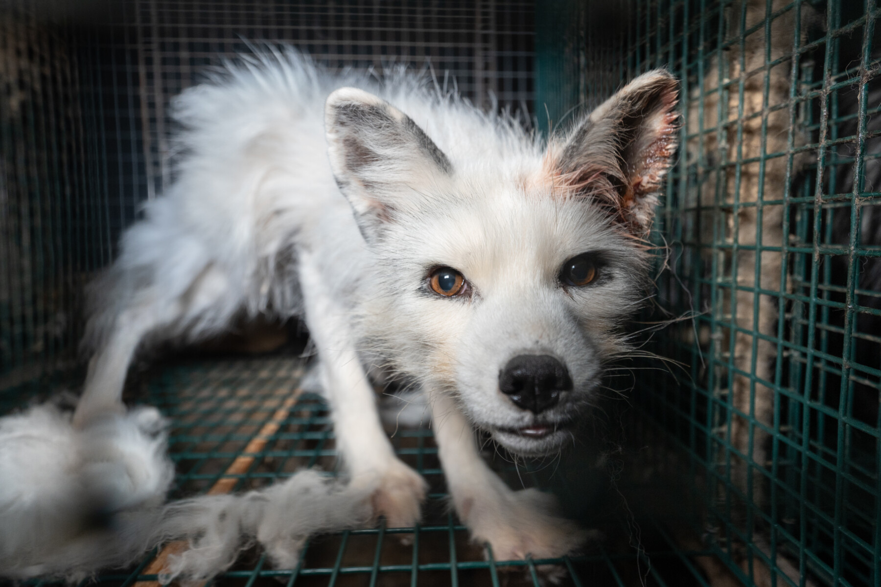 Millions of Animals Across the U.S. Suffer Agonizing Deaths in Cruel Traps  Just to Supply the Fashion Industry With Fur
