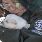 Kissing a puppy on a dog meat farm