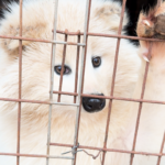 On a fur farm in China