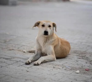 A dog in the street in Antakya, Türkiye