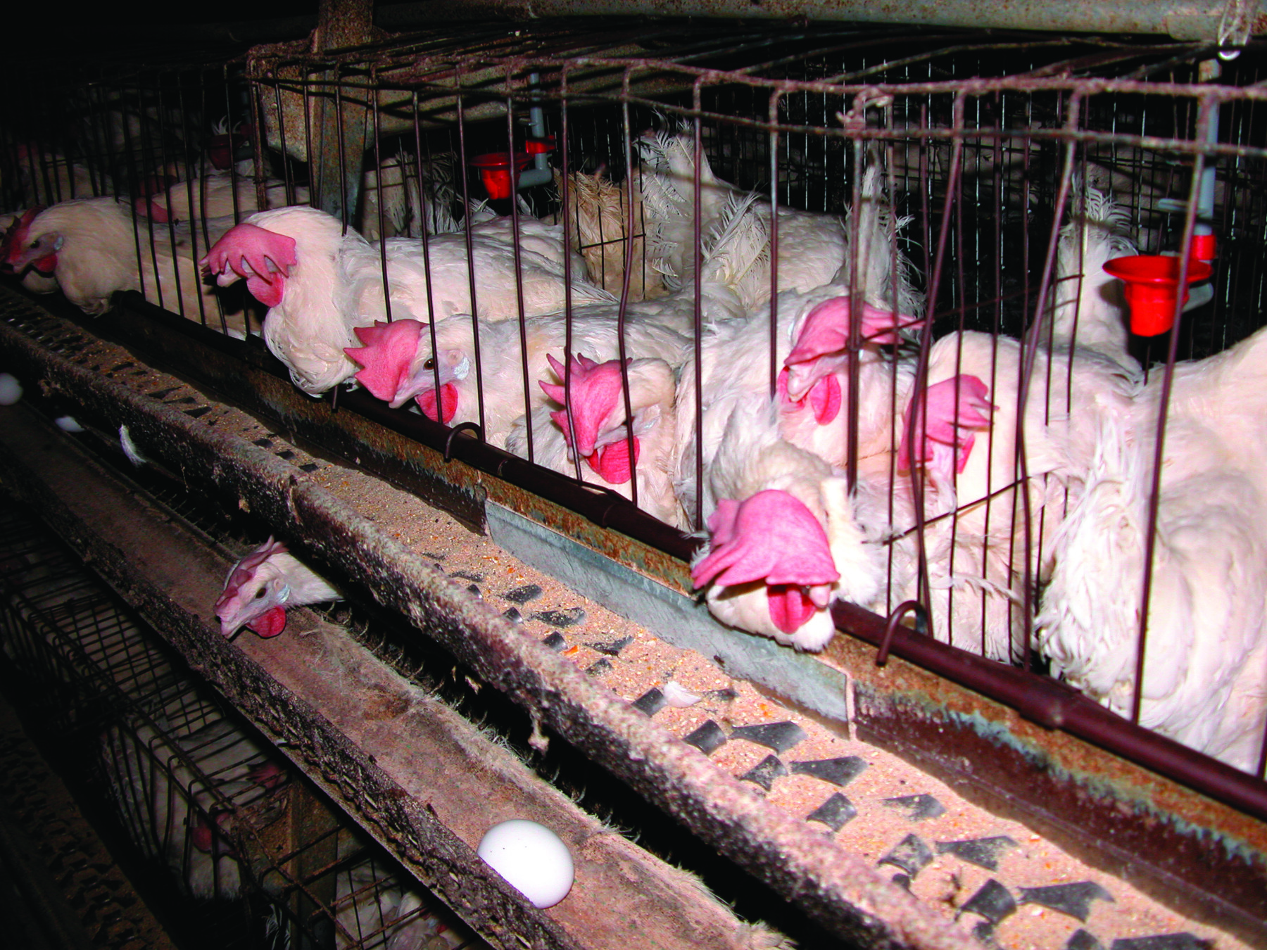 Battery cages