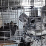 Chinchilla in Romanian fur facility