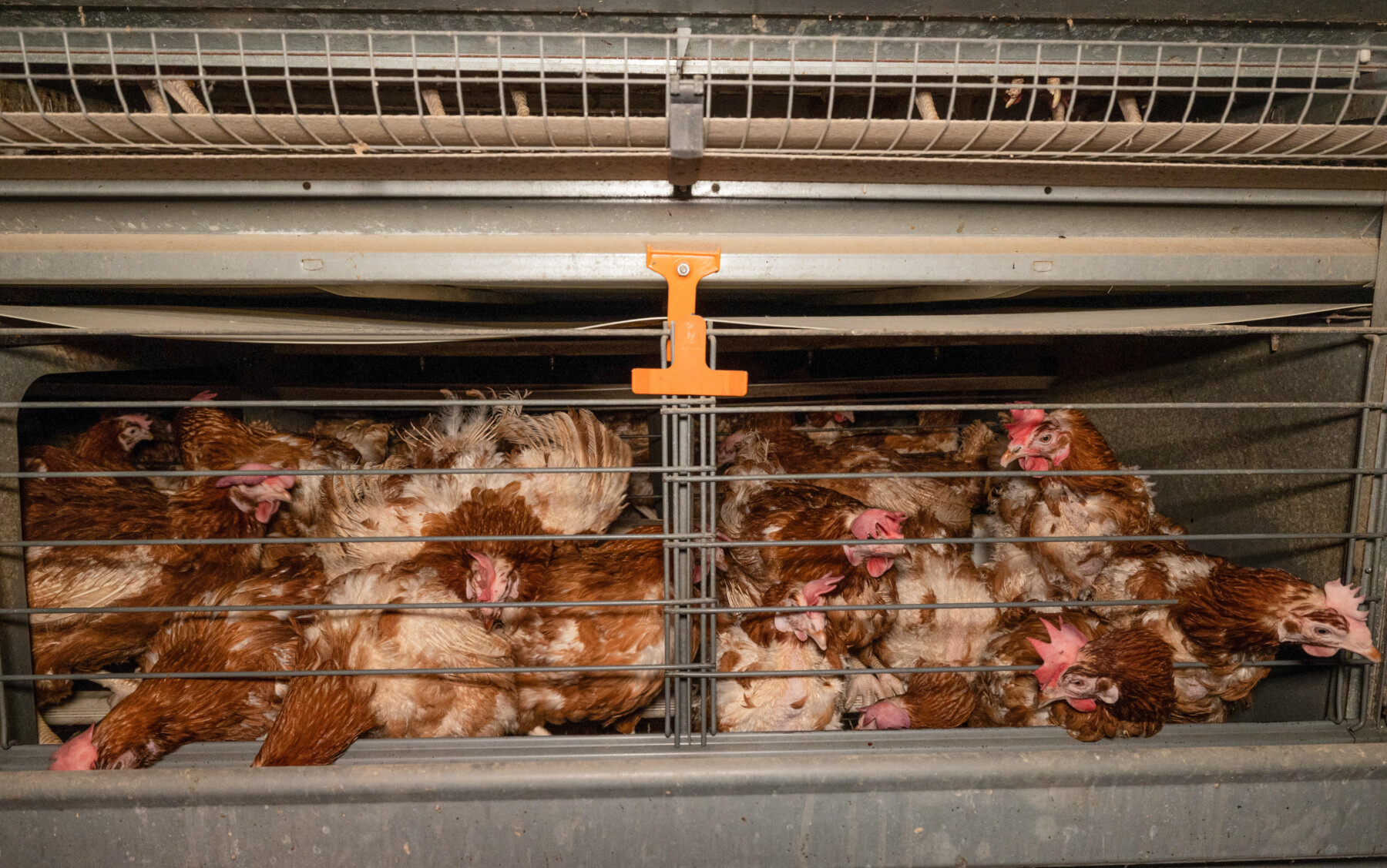 Battery cages