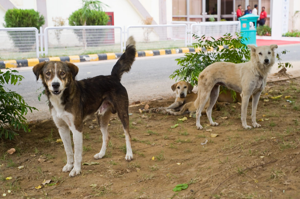 Hsi India S Dog Population Survey Shows 97 Of All Street Dogs In Nainital Are Sterilized And Vaccinated Humane Society International