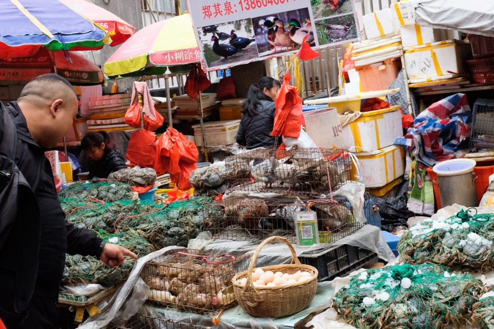 China's wildlife farmers offered buy-out to grow plants instead of  porcupines in COVID-19 crackdown - Humane Society International