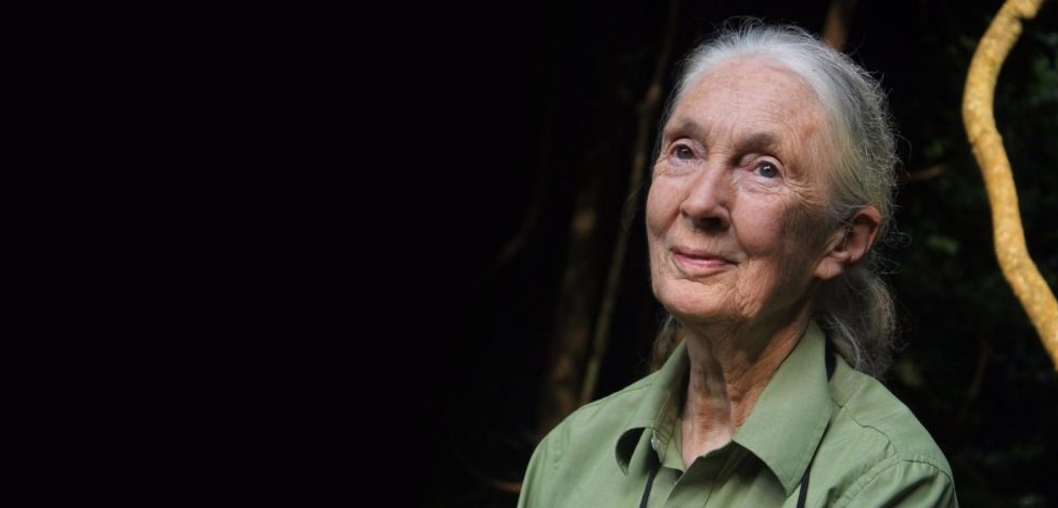 Dr. Jane Goodall “absolutely shocked” that EU at CITES may oppose ...